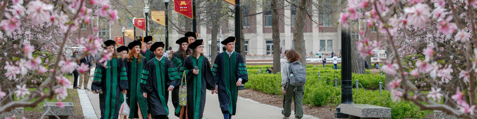 Graduates in robes walk along Northrop Mall lined with flowering trees